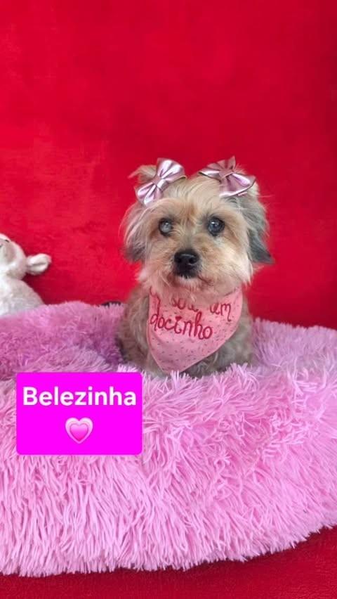 Belezinha, cadela de porte médio para adoção em Cotia - SP