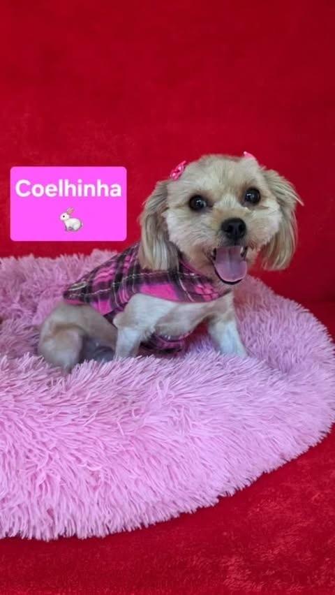 Coelhinha, cadela de porte pequeno para adoção em Cotia - SP