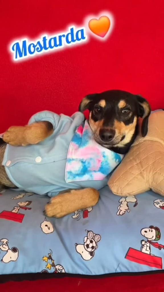 Mostarda, cachorro de porte pequeno para adoção em Cotia - SP