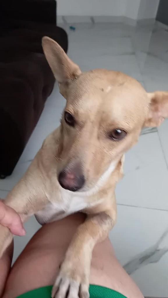 Pastel, cachorro de porte pequeno para adoção em Murici - AL
