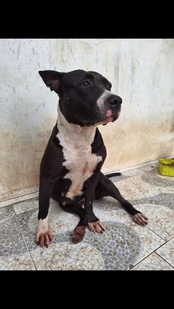 Pandora, cachorro de porte médio para adoção em Blumenau - SC