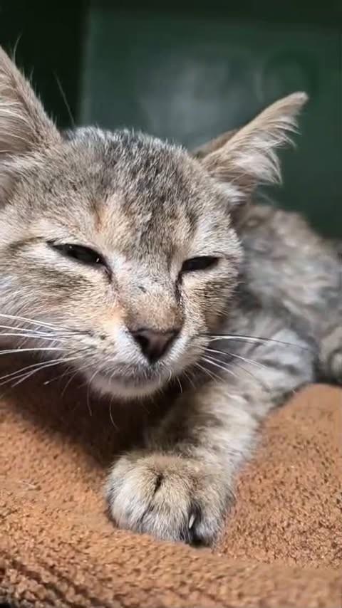 Loira, gata de porte pequeno para adoção em Nova Mutum - MT