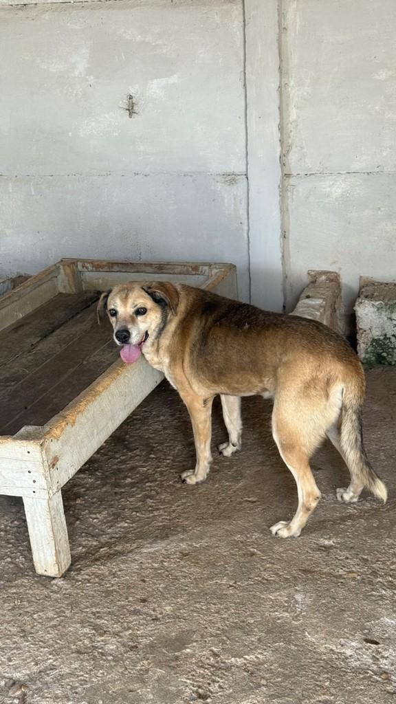 Cristal, cachorro de porte médio para adoção em São João del Rei - MG