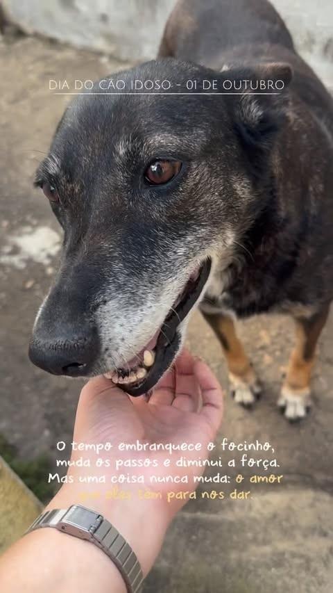 Mãezinha, cachorro de porte grande para adoção em São João del Rei - MG