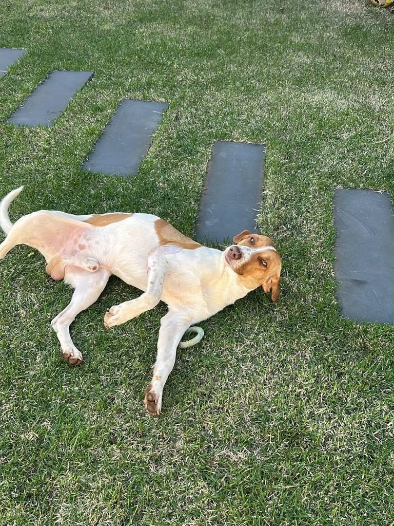 Mancada, cachorro de porte médio para adoção em Toledo - PR