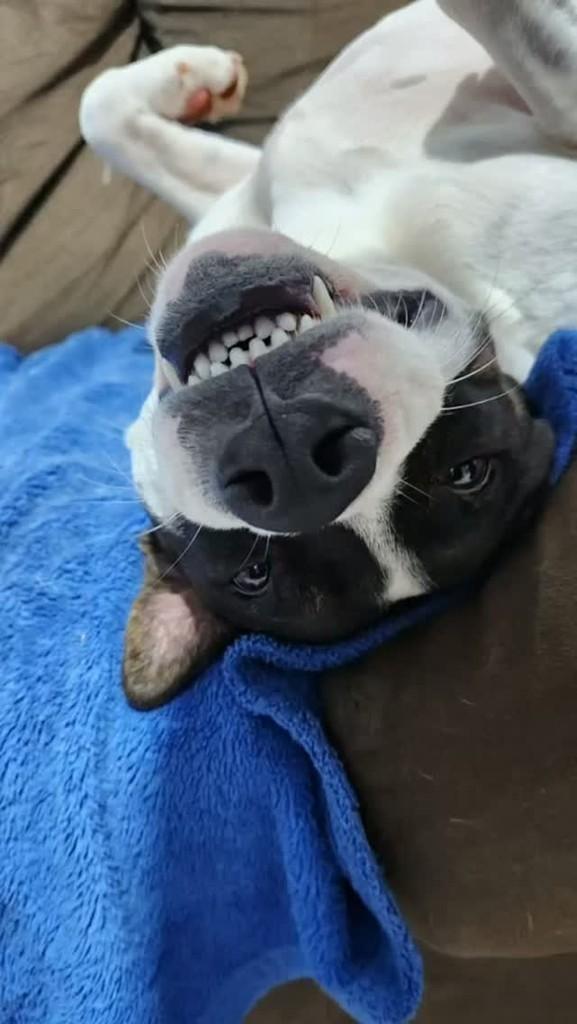 Oreo, cachorro de porte médio para adoção em Toledo - PR