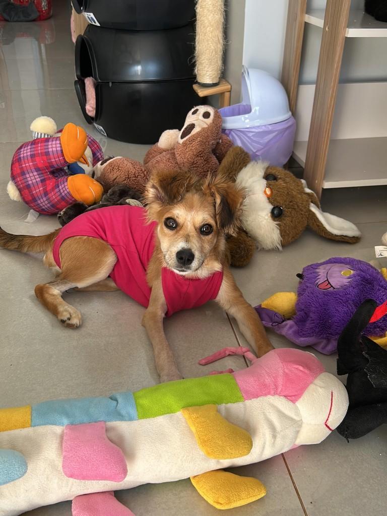 Hermione, cadela de porte pequeno para adoção em Toledo - PR — foto 2 de 4