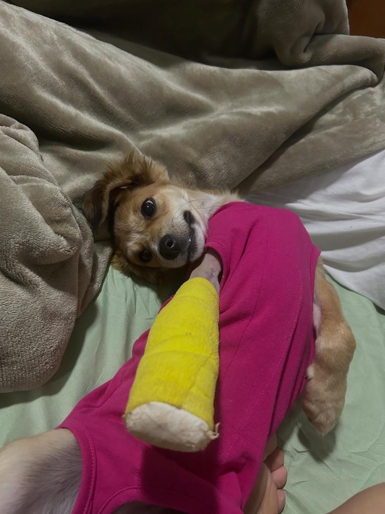 Hermione, cadela de porte pequeno para adoção em Toledo - PR — foto 3 de 4