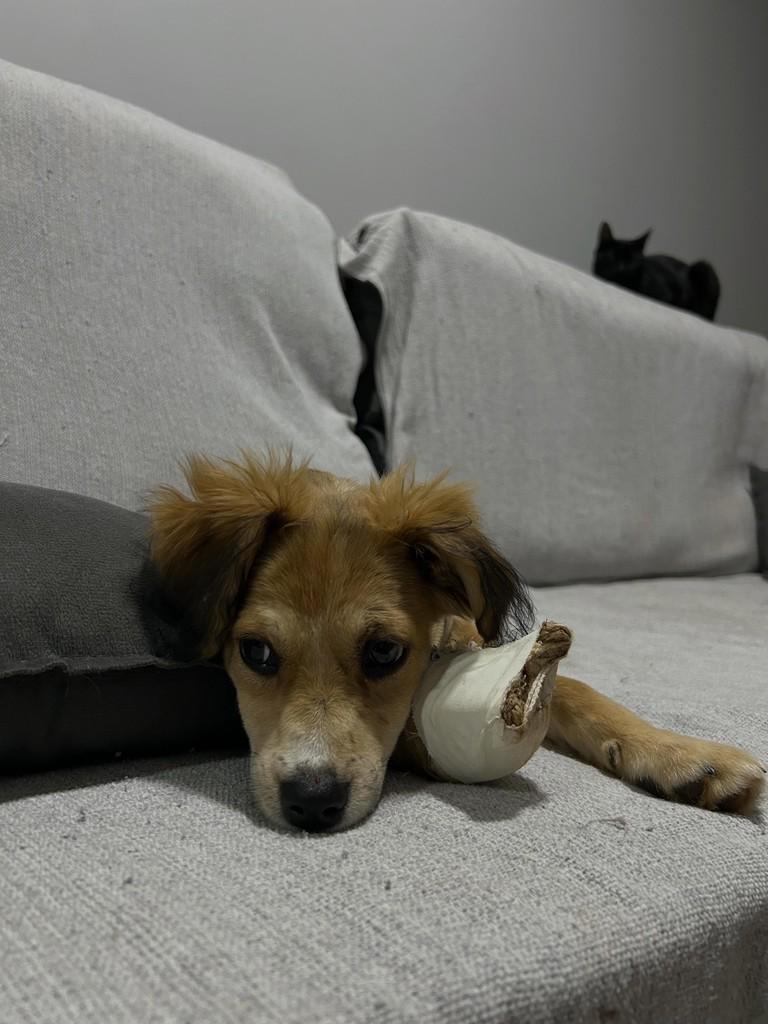 Hermione, cadela de porte pequeno para adoção em Toledo - PR — foto 4 de 4