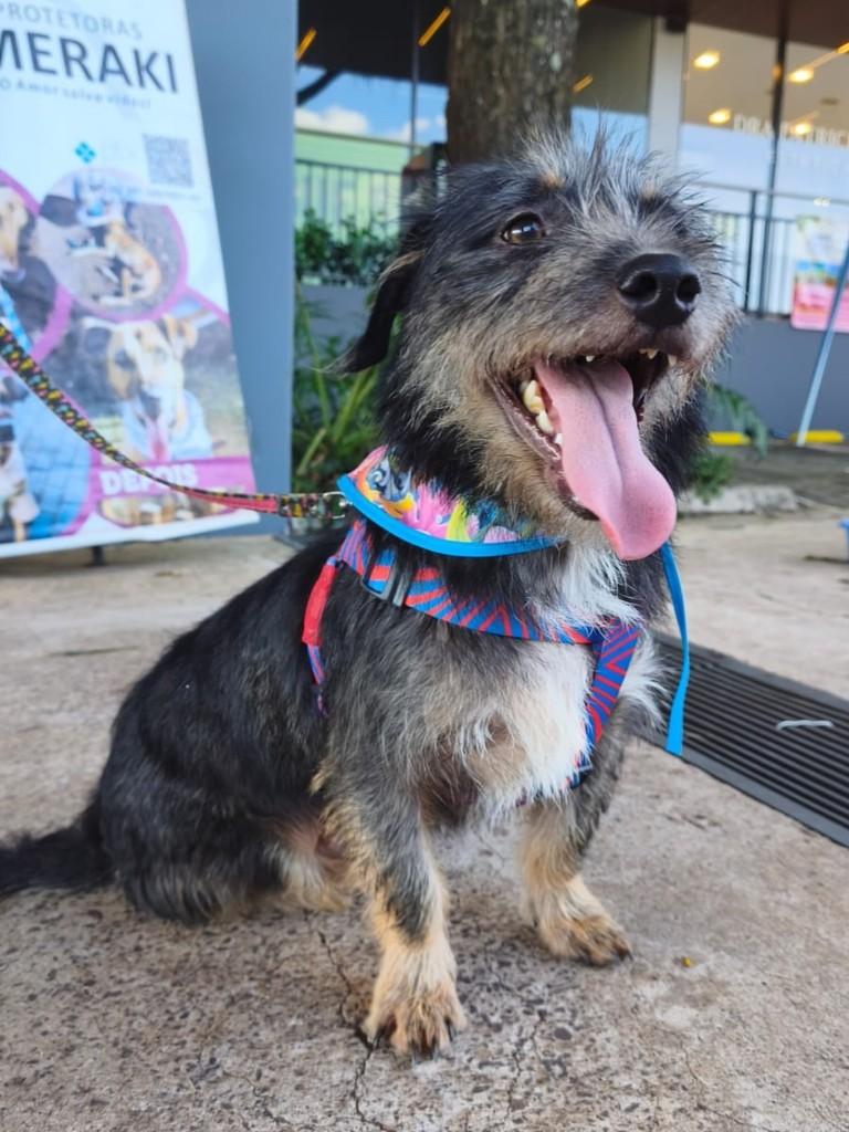 Coragem, cachorro de porte médio para adoção em Toledo - PR