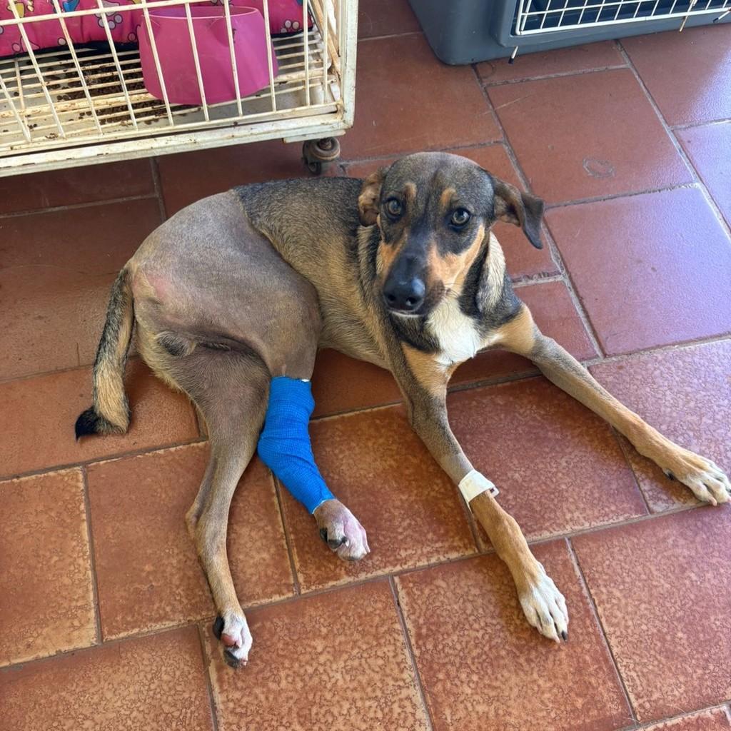 Teddy, cachorro de porte pequeno para adoção em Serrana - SP