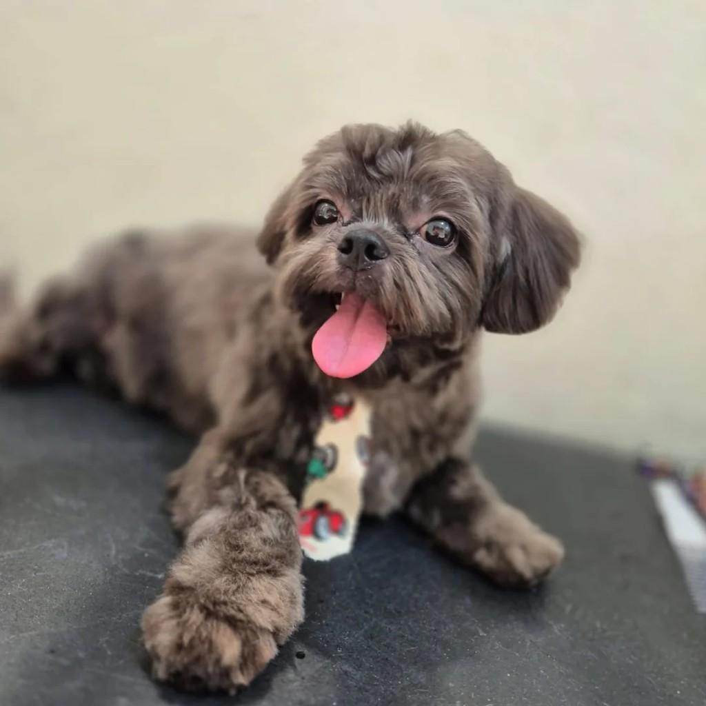 Chocolate, cachorro de porte pequeno para adoção em Serrana - SP