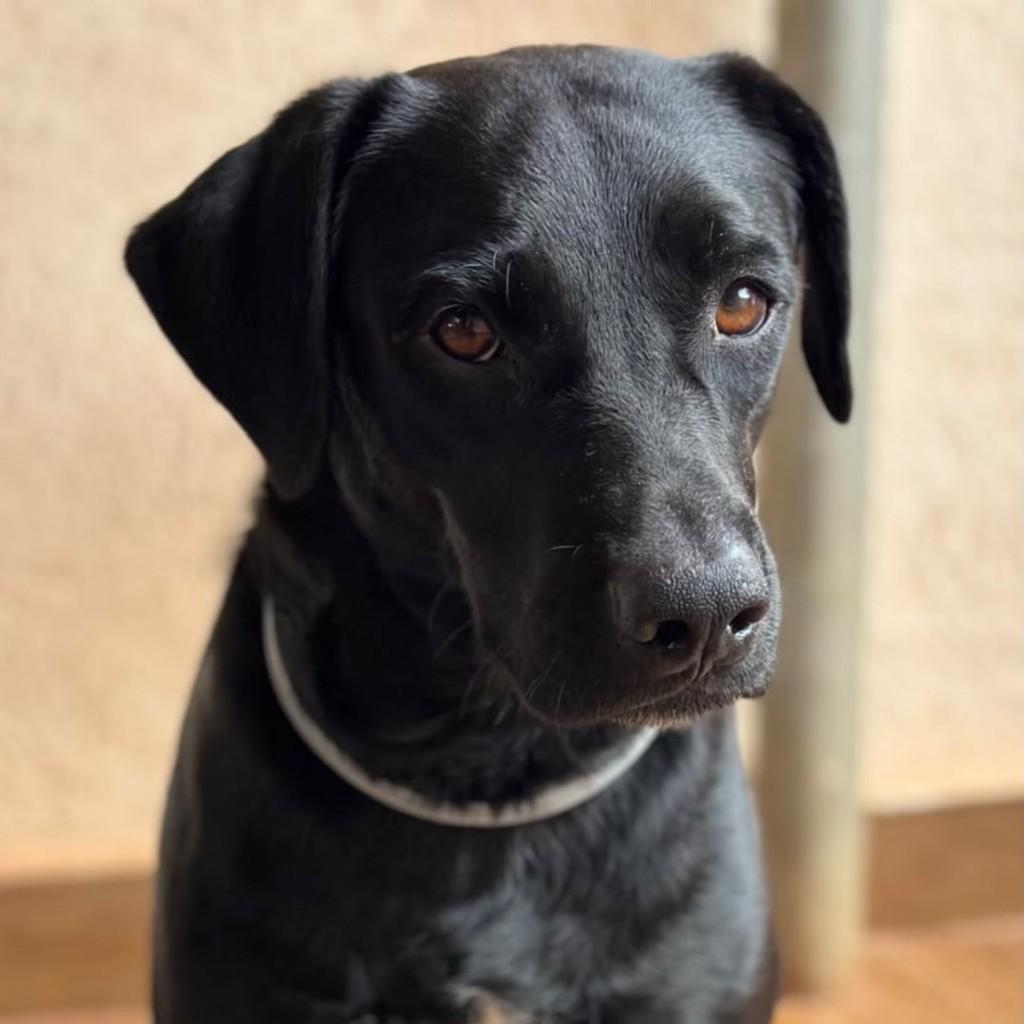 Zeca, cachorro de porte médio para adoção em Serrana - SP