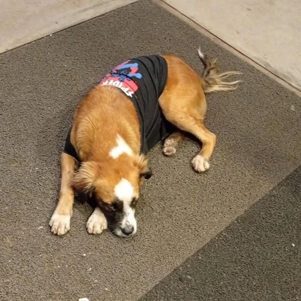 Thor, cachorro de porte pequeno para adoção em Três Lagoas - MS