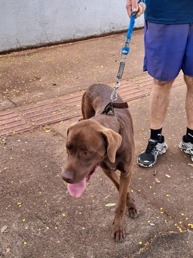 Chocolate, cachorro de porte grande para adoção em Três Lagoas - MS