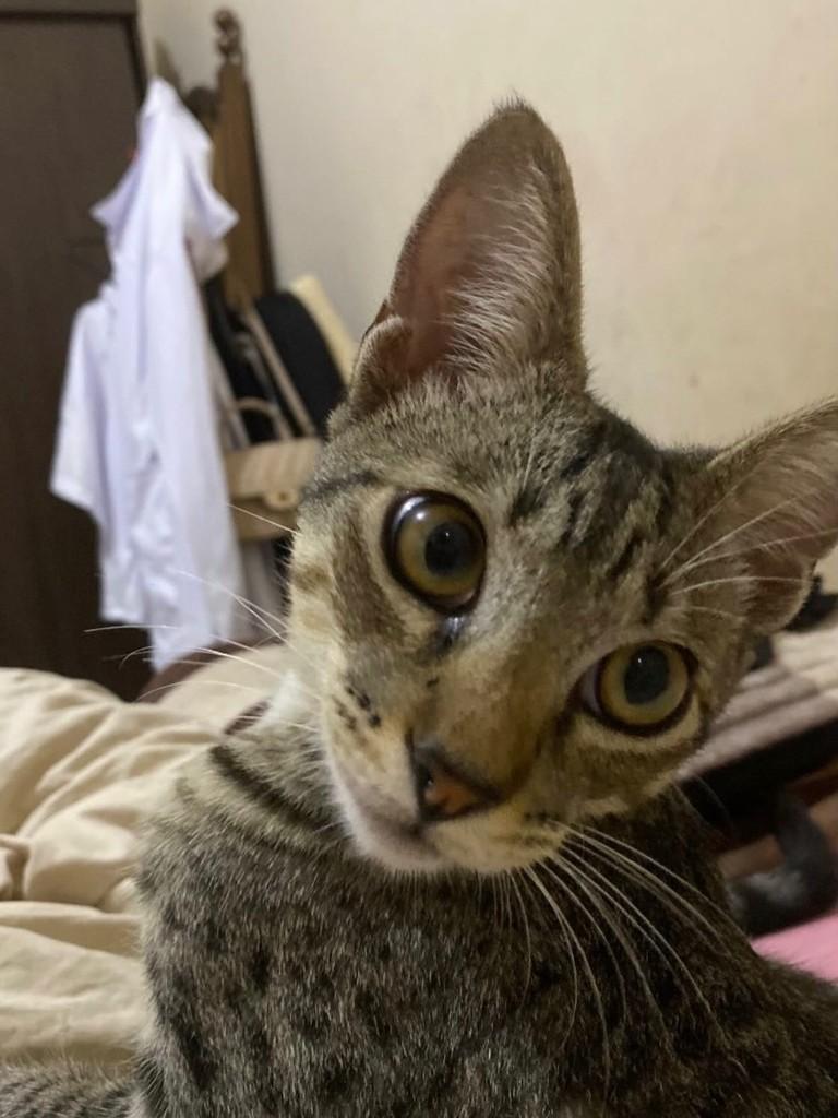 Bob, gato de porte pequeno para adoção em Três Lagoas - MS