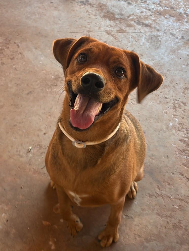 Caramela, cadela de porte pequeno para adoção em Três Lagoas - MS