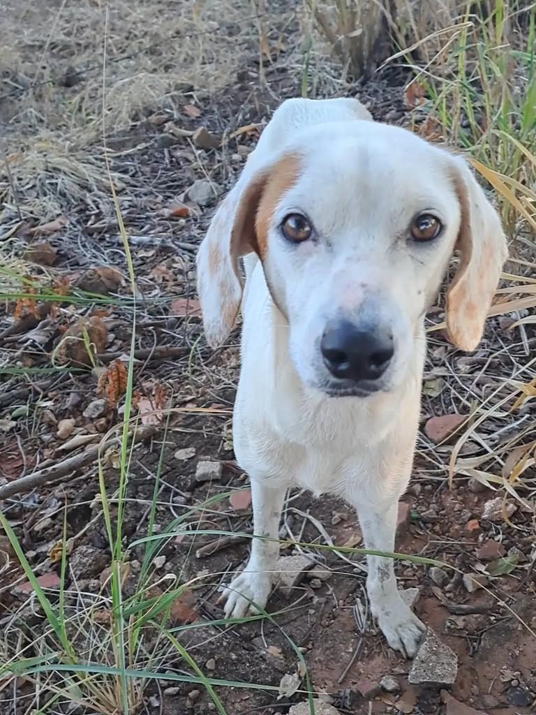 Mãezinha, cadela de porte médio para adoção em Três Lagoas - MS