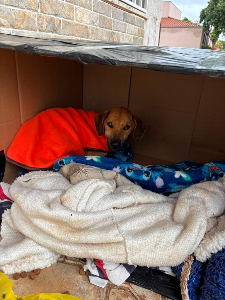 Duque, cachorro de porte pequeno para adoção em Três Lagoas - MS