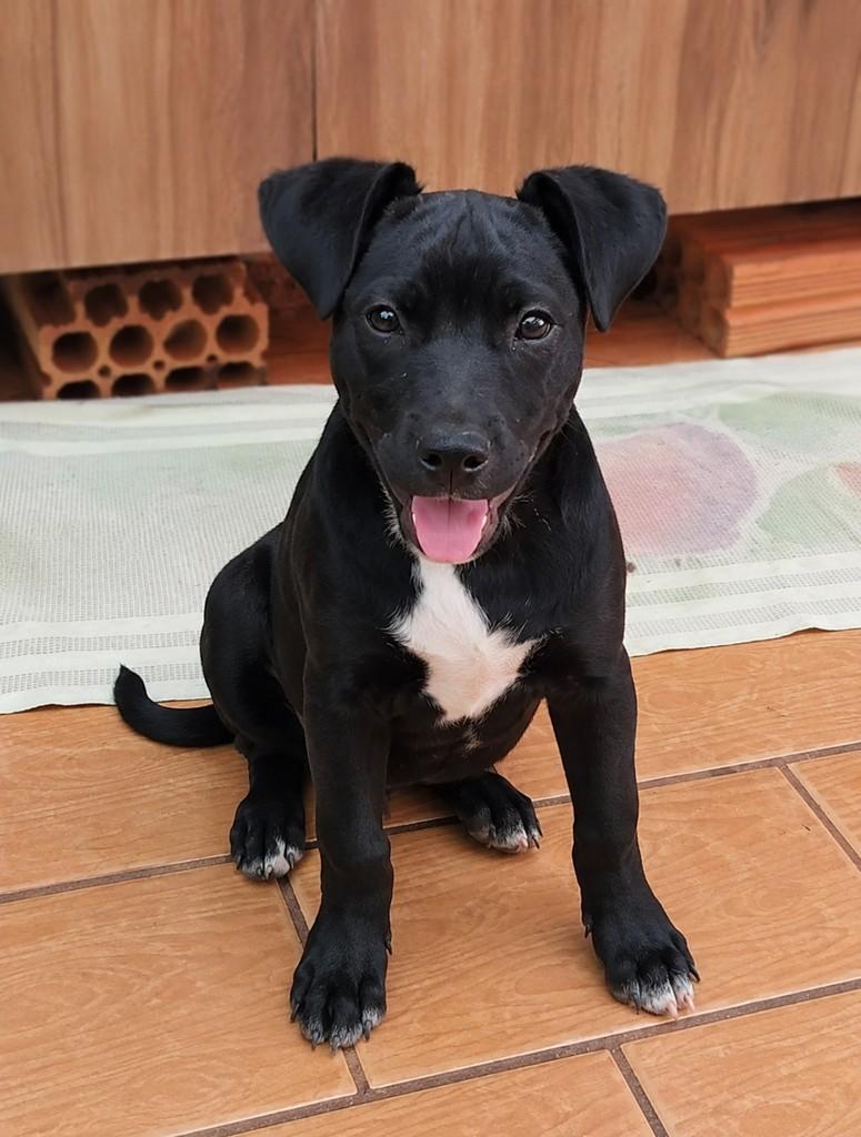 Maia, cadela de porte pequeno para adoção em Três Lagoas - MS