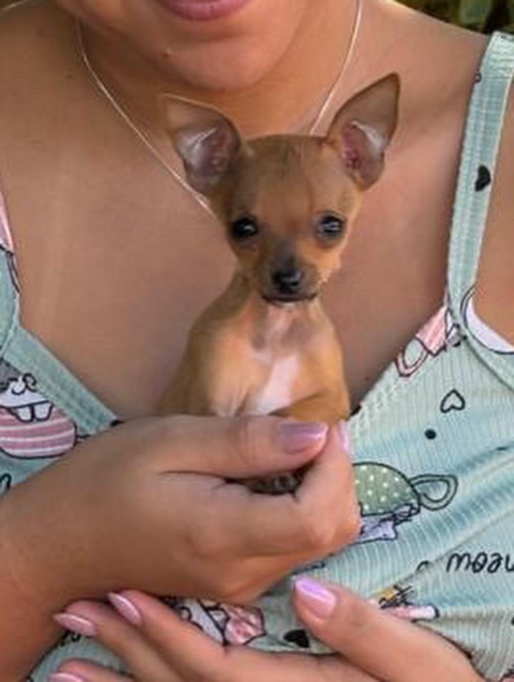 Afonso, cachorro de porte pequeno para adoção em Campo Grande - MS