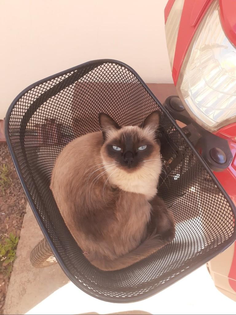 Miss, gata de porte médio para adoção em Três Lagoas - MS