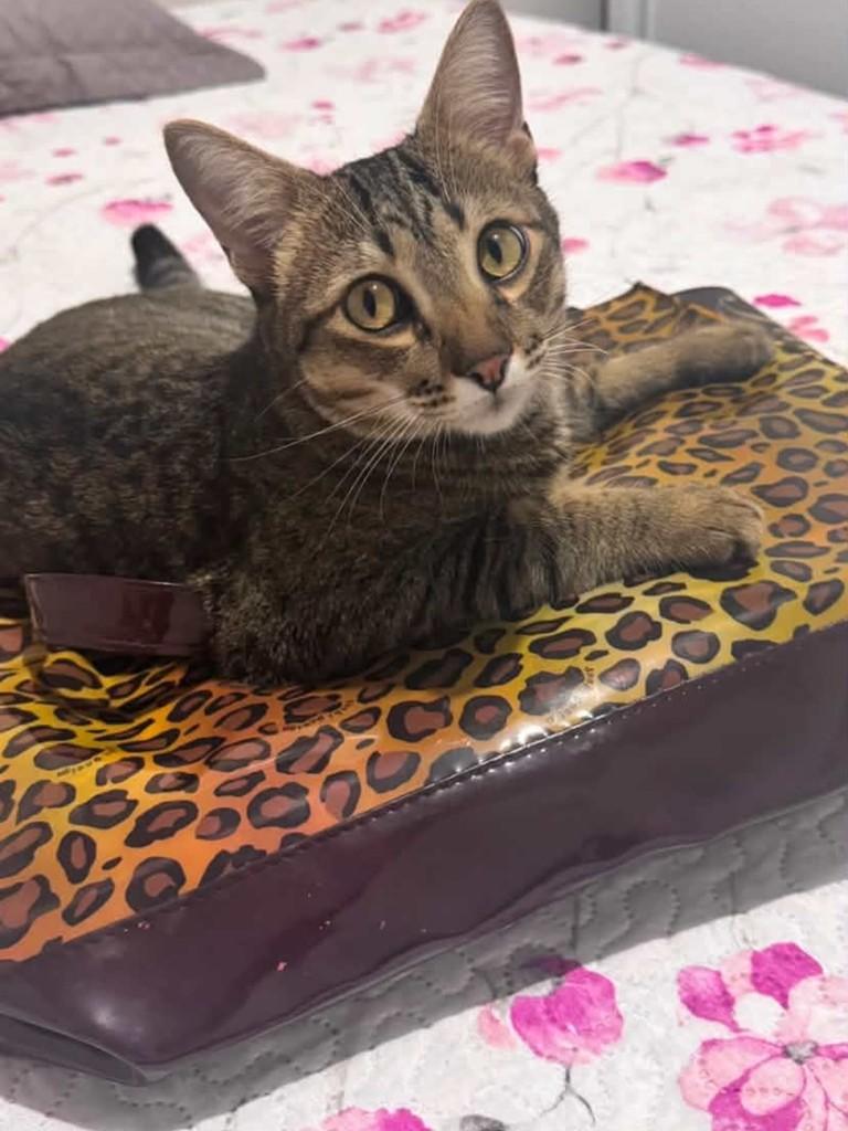 Théo, gato de porte pequeno para adoção em Campo Grande - MS