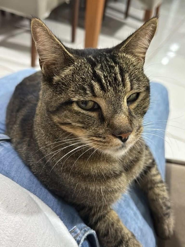 Serafim, gato de porte grande para adoção em Três Lagoas - MS
