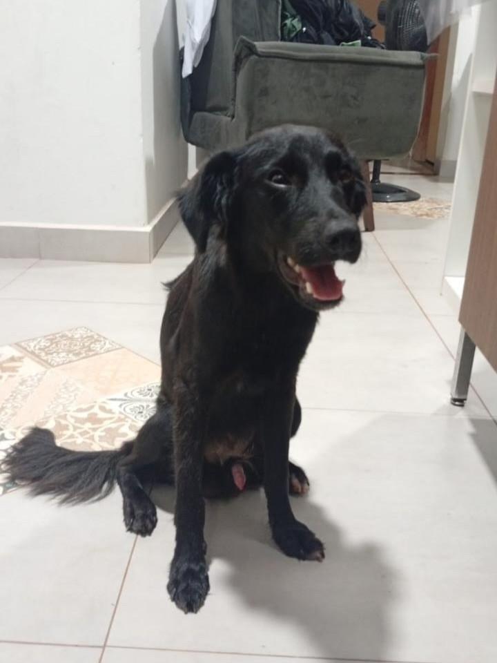 Rex, cachorro de porte médio para adoção em Três Lagoas - MS