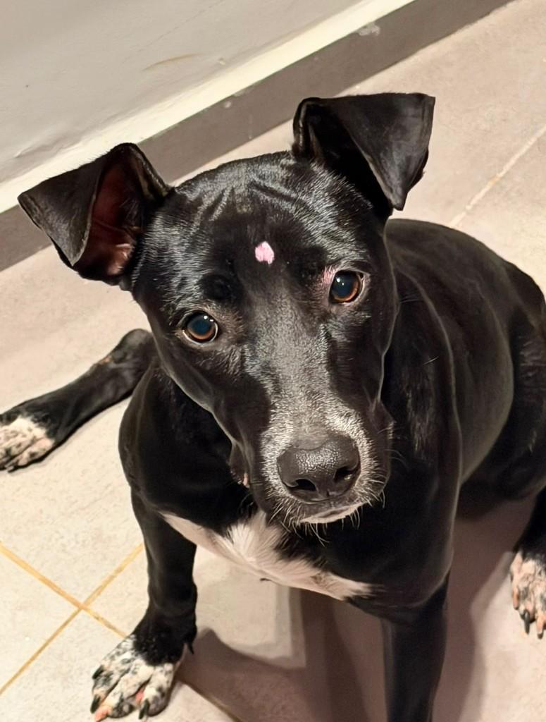 Amélia, cadela de porte médio para adoção em Três Lagoas - MS