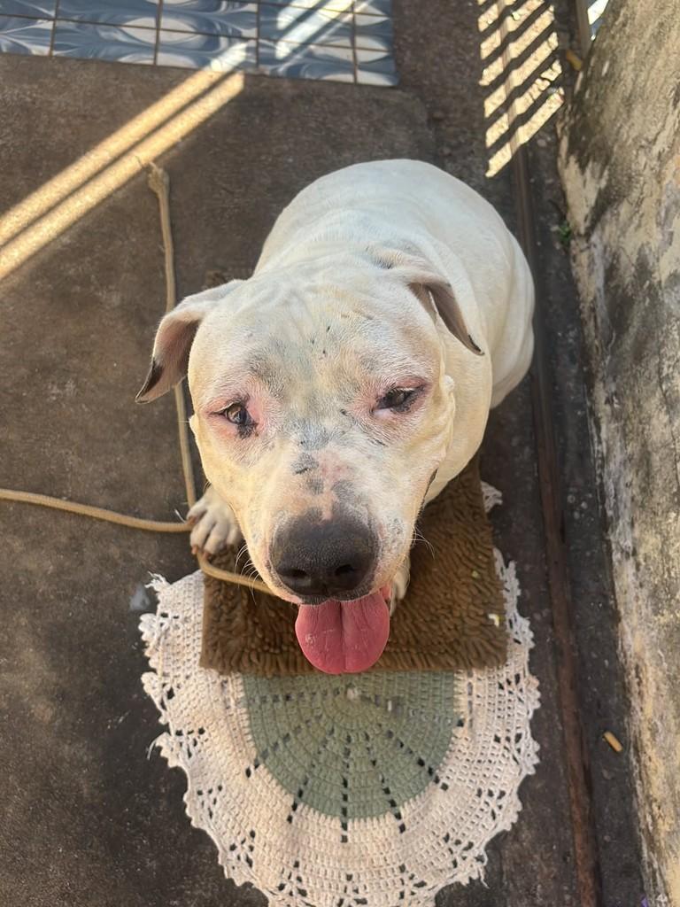 Bella, cadela de porte médio para adoção em Três Lagoas - MS