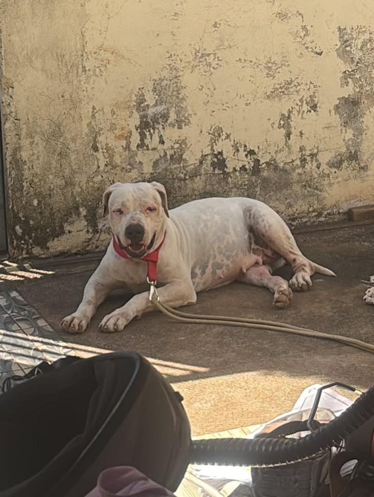 Bella, cadela de porte médio para adoção em Três Lagoas - MS — foto 2 de 2