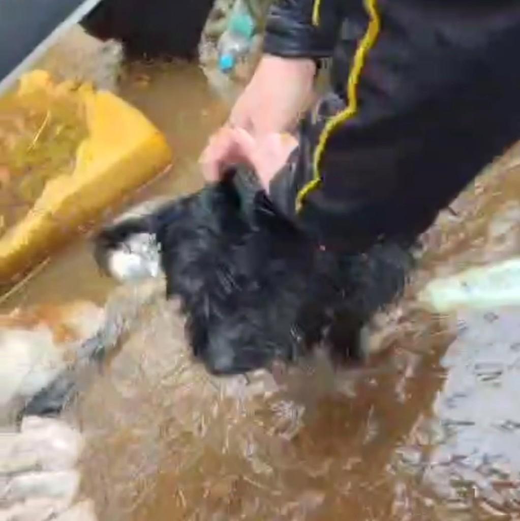 Pudim, cachorro de porte pequeno para adoção em Carazinho - RS