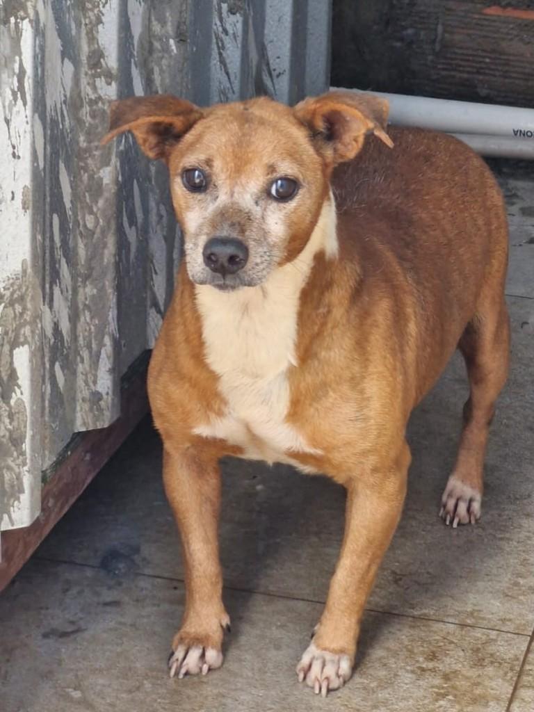 Cassianinho, cachorro de porte pequeno para adoção em Carazinho - RS