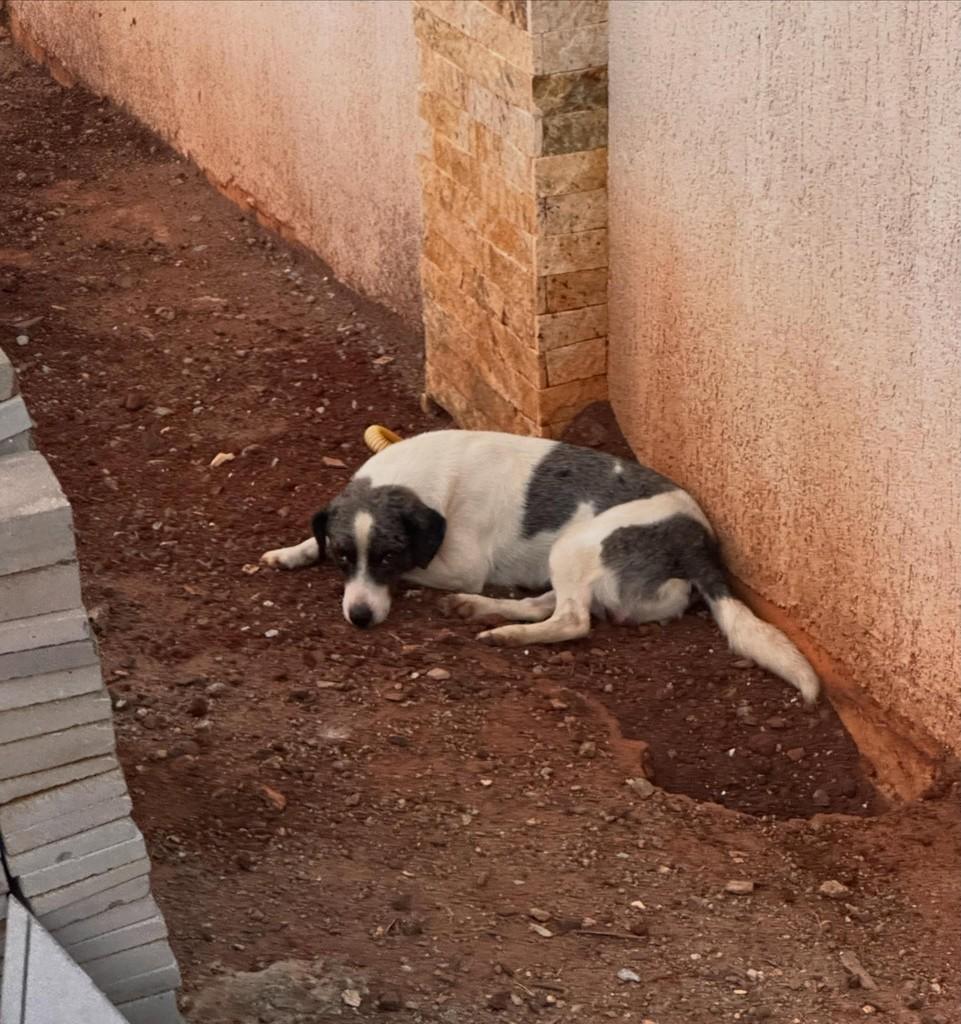 Tunico, cachorro de porte pequeno para adoção em Carazinho - RS