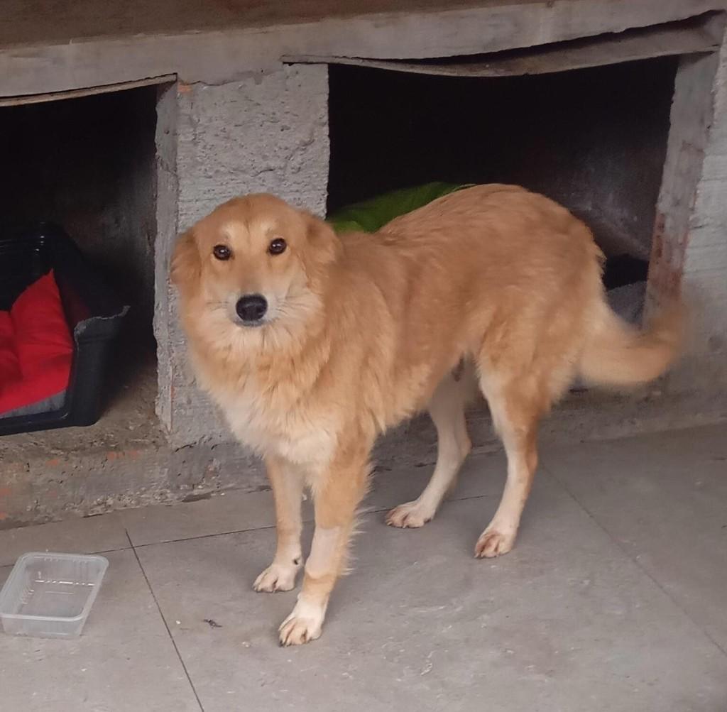 Alemoa, cachorro de porte médio para adoção em Carazinho - RS