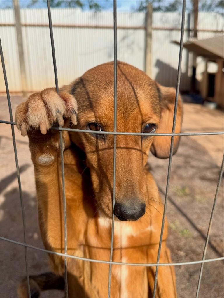 Lola, cadela de porte médio para adoção em Carazinho - RS