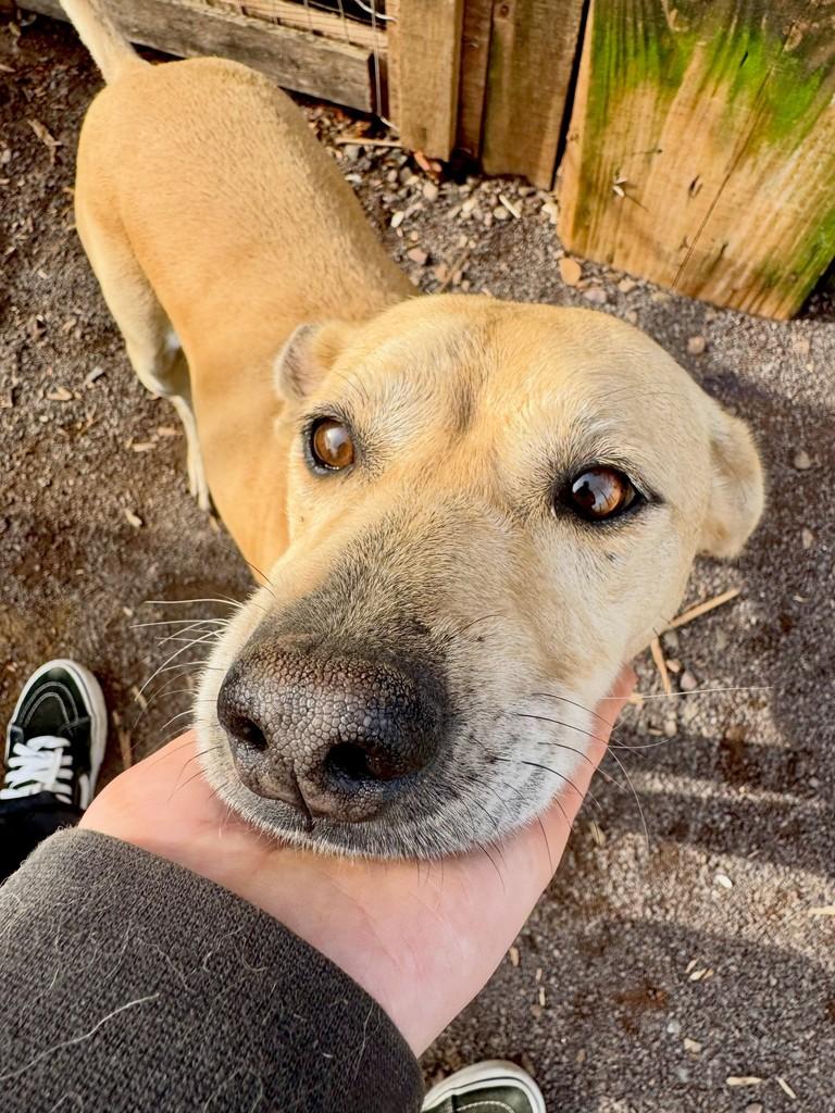 Desconfiado, cachorro de porte pequeno para adoção em Carazinho - RS
