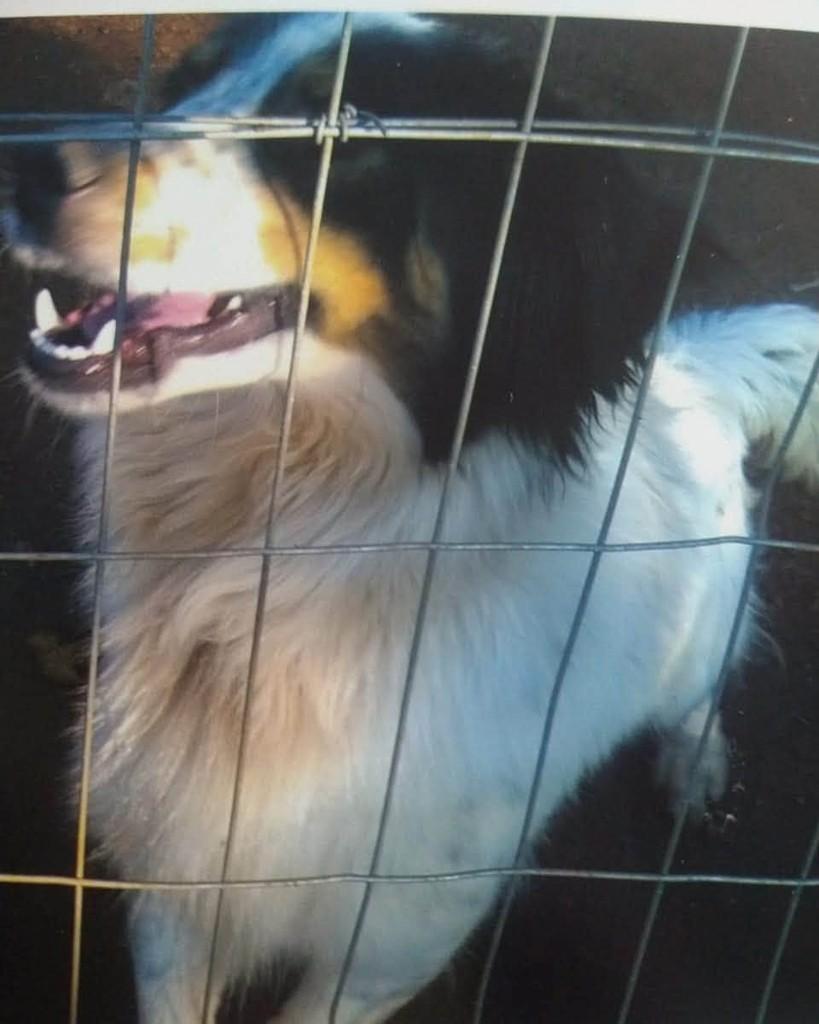 Fofão, cachorro de porte médio para adoção em Carazinho - RS