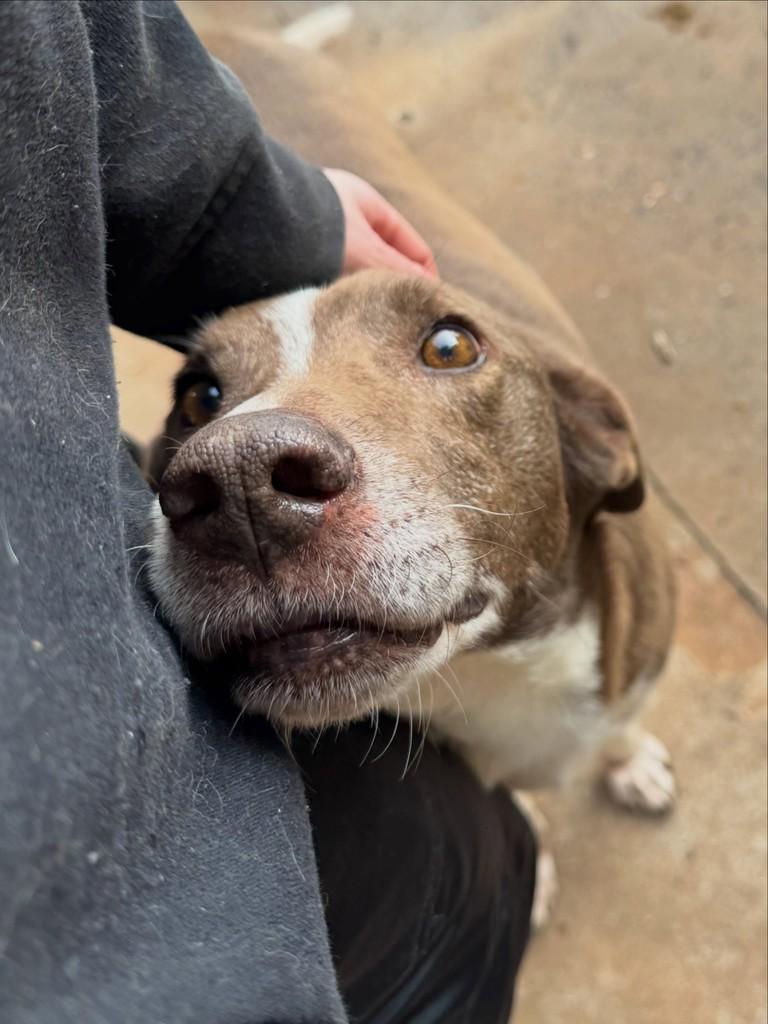Orelhudo, cachorro de porte médio para adoção em Carazinho - RS