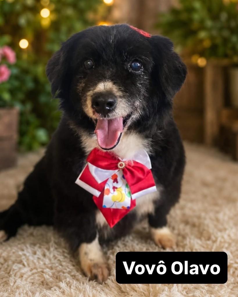 Vovô Olavo, cachorro de porte pequeno para adoção em Carazinho - RS