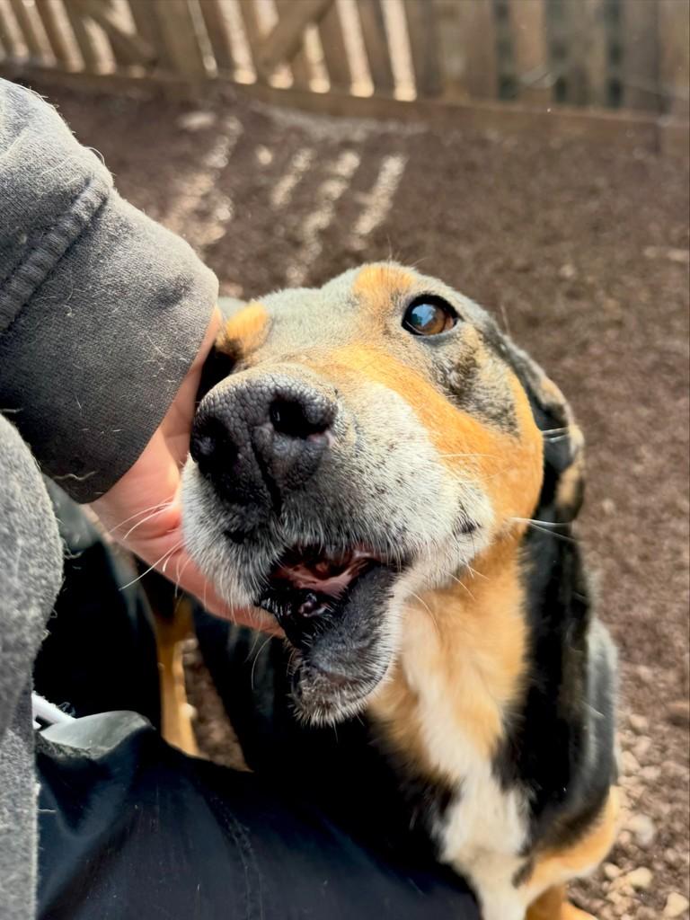 Beiço, cachorro de porte médio para adoção em Carazinho - RS