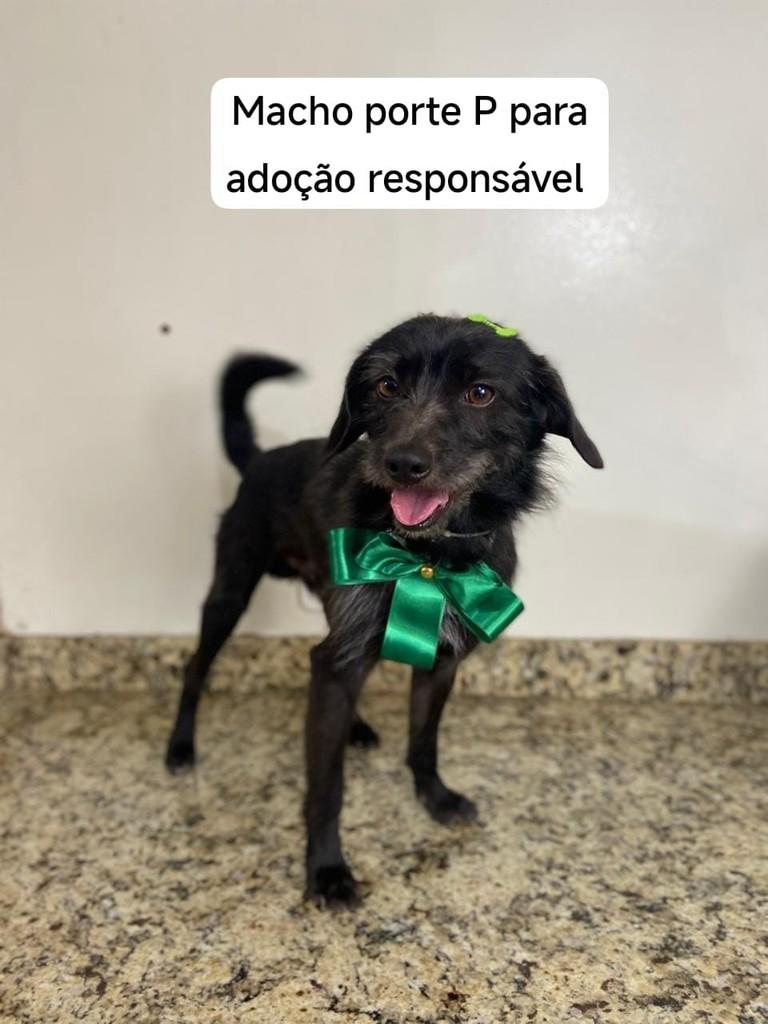 Fabinho, cachorro de porte pequeno para adoção em Carazinho - RS