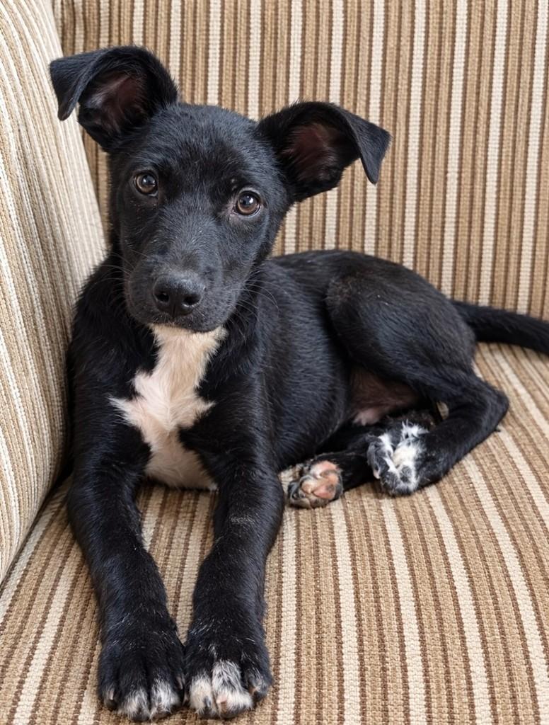 Madruguinha, cachorro de porte pequeno para adoção em Carazinho - RS