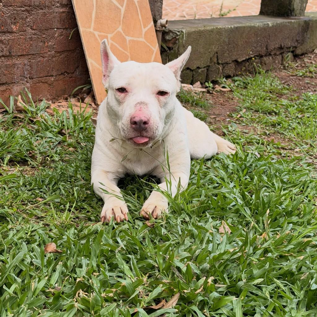 Pepa, cadela de porte médio para adoção em Carazinho - RS — foto 3 de 6
