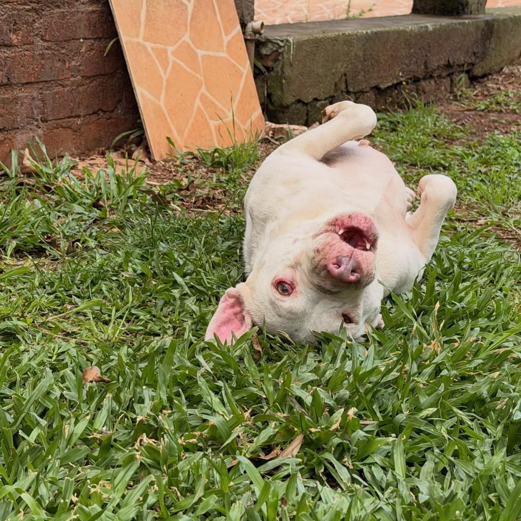 Pepa, cadela de porte médio para adoção em Carazinho - RS — foto 4 de 6