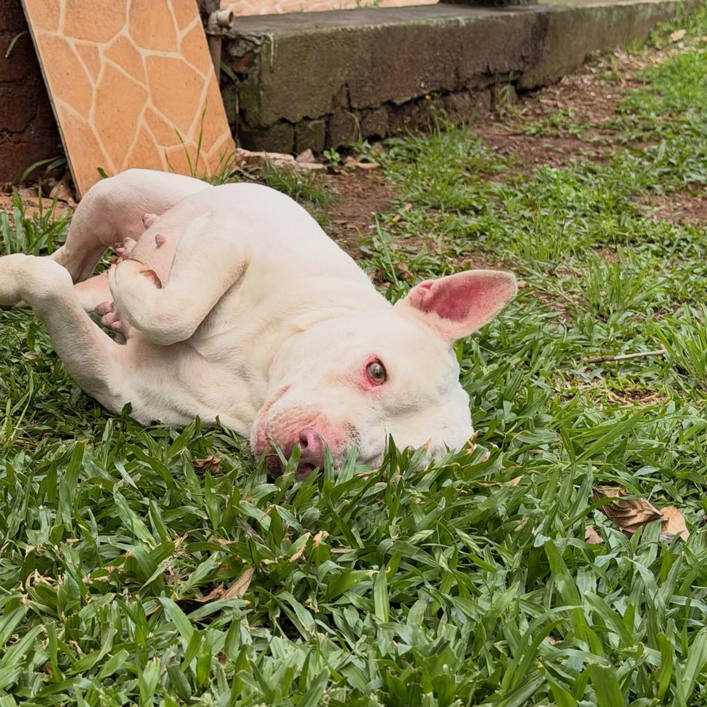 Pepa, cadela de porte médio para adoção em Carazinho - RS — foto 5 de 6