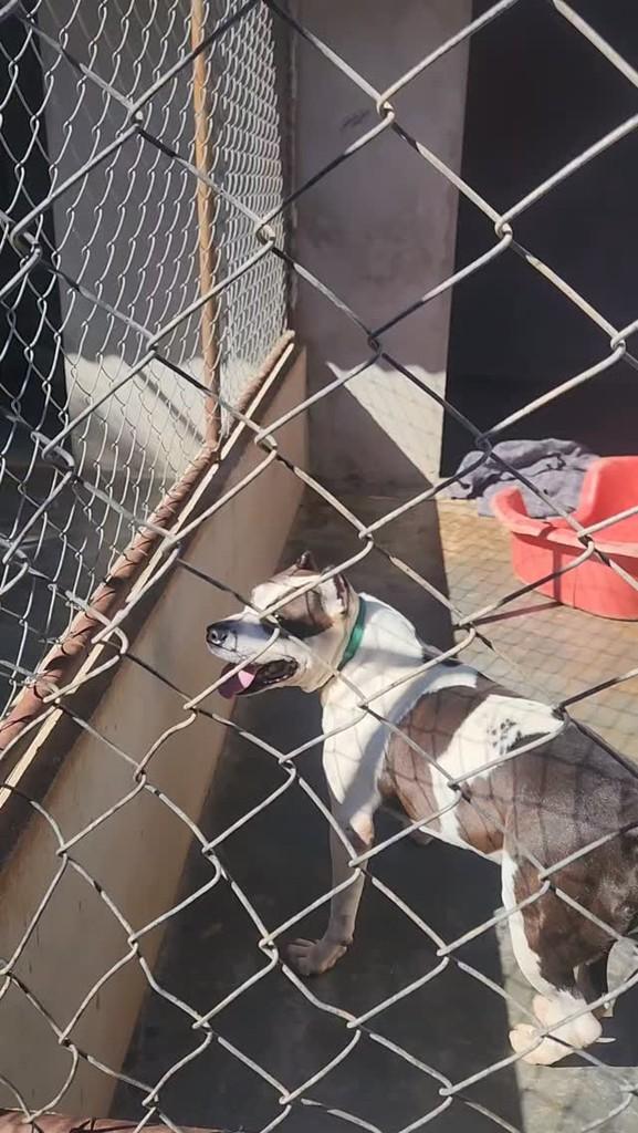 Zeus, cachorro de porte grande para adoção em Brasília - DF