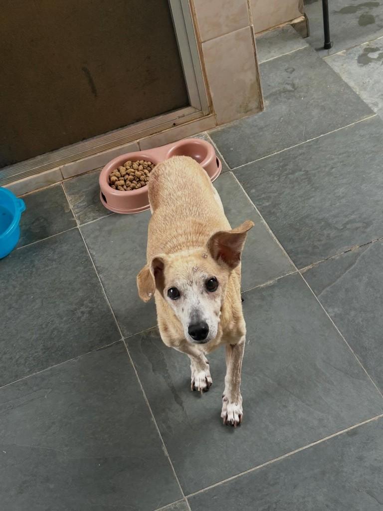 Paloma, cachorro de porte pequeno para adoção em Três Pontas - MG