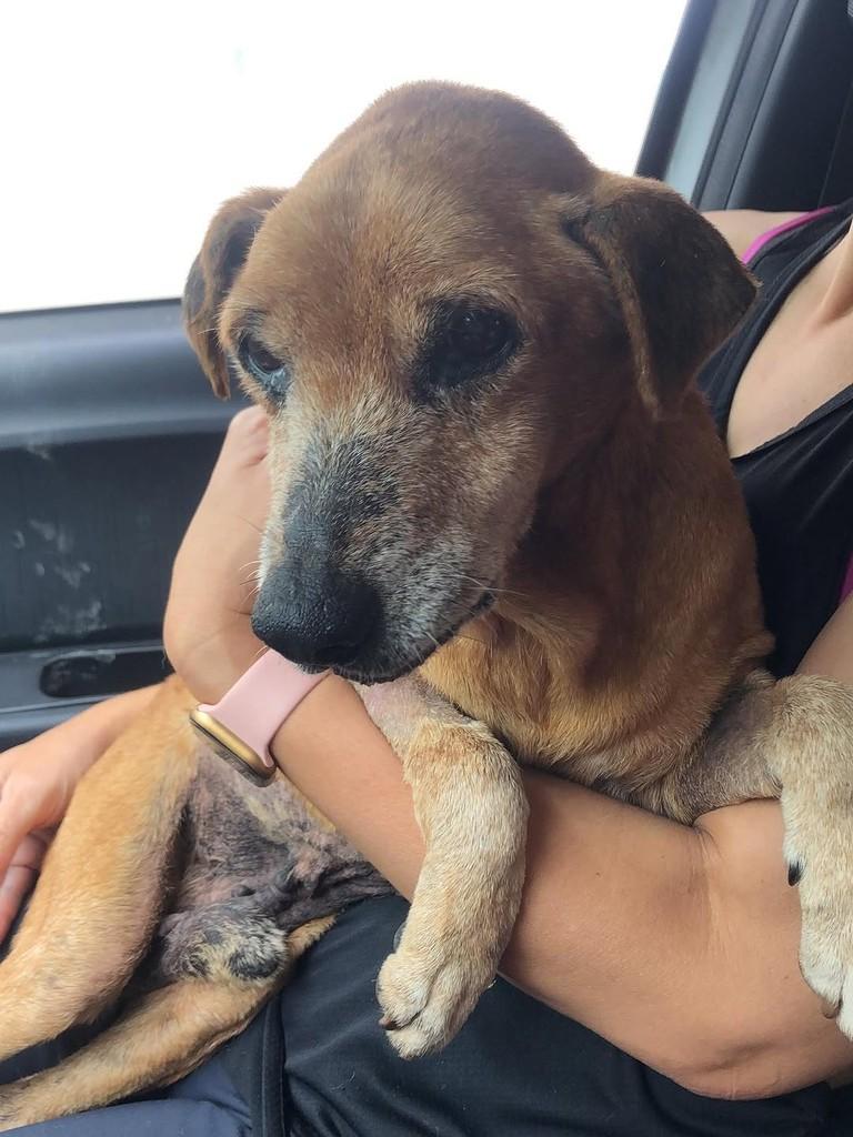 Leoncio, cachorro de porte pequeno para adoção em Camboriú - SC